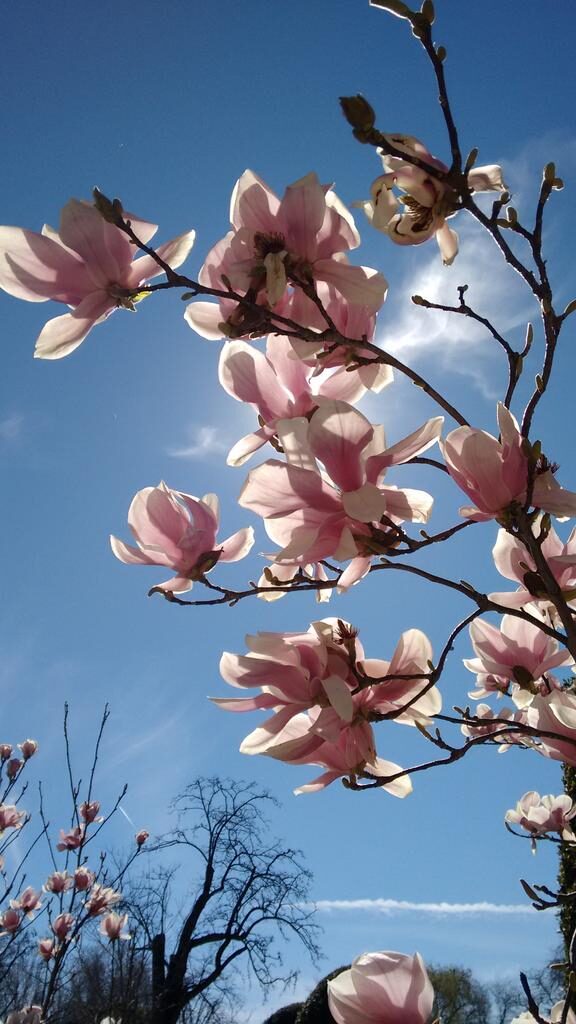 Mi Primavera @Arboles_Retiro