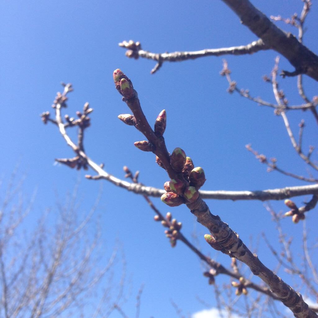 Mi Primavera de Diego González