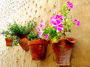 IMG_2784_Fotor