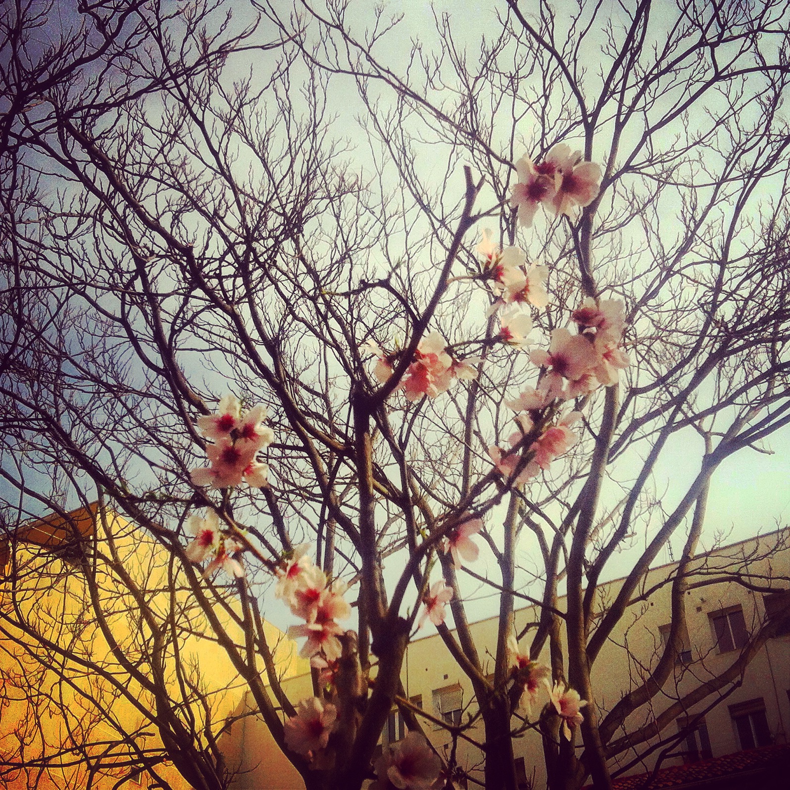 Te regalamos un olivo para celebrar la primavera