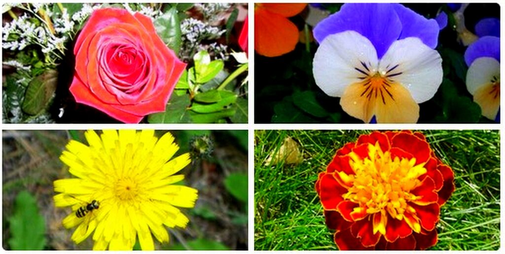 Mi Primavera de @mundocompresor