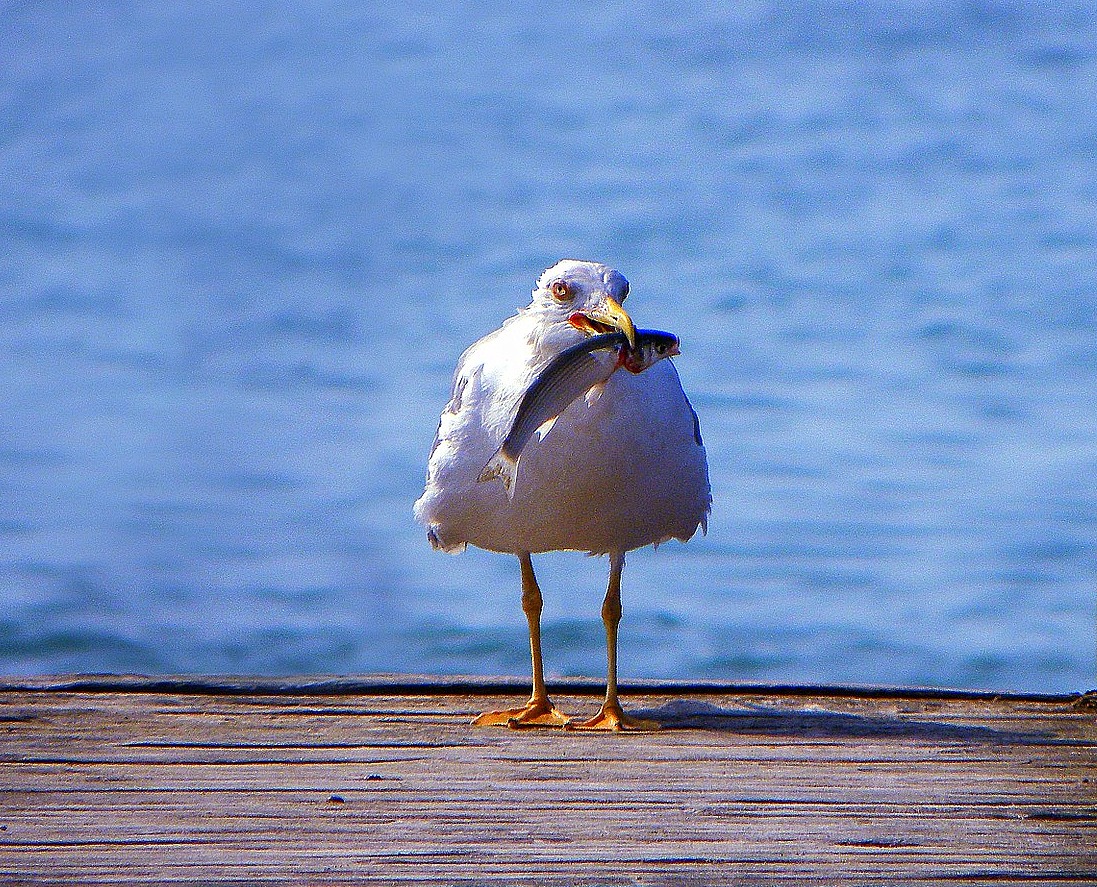 gaviota