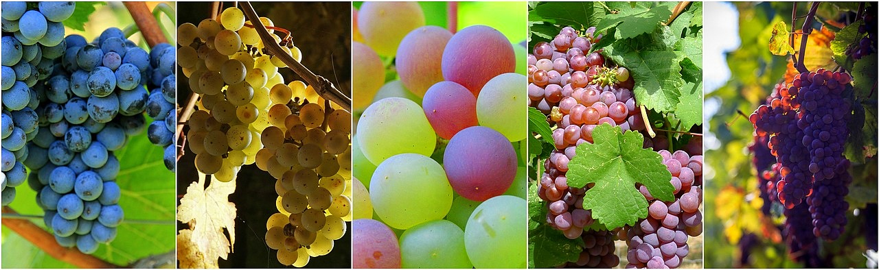 uvas
