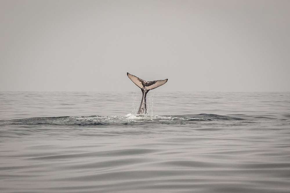 A,Wild,Whale,Flips,Its,Tail,On,The,Surface,Of